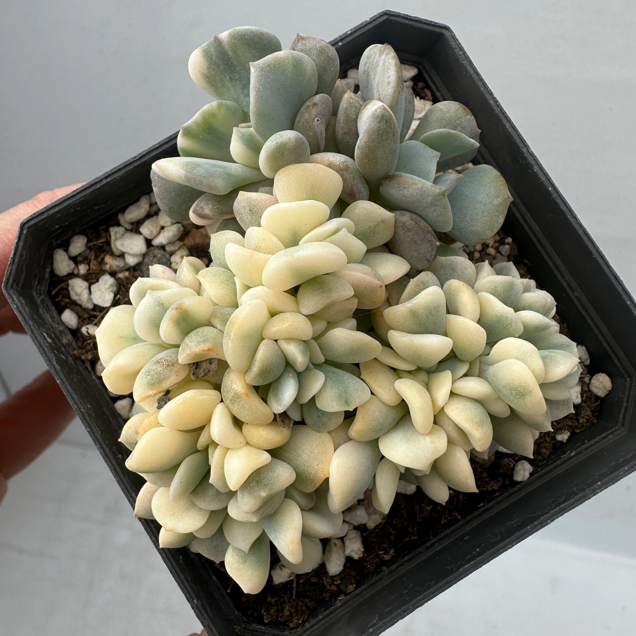 Echeveria Pulv-oliver Cristata Big outlet Crest Ultra Rare Succulents Imported from Korea - 0046