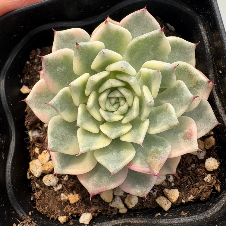 Collection image