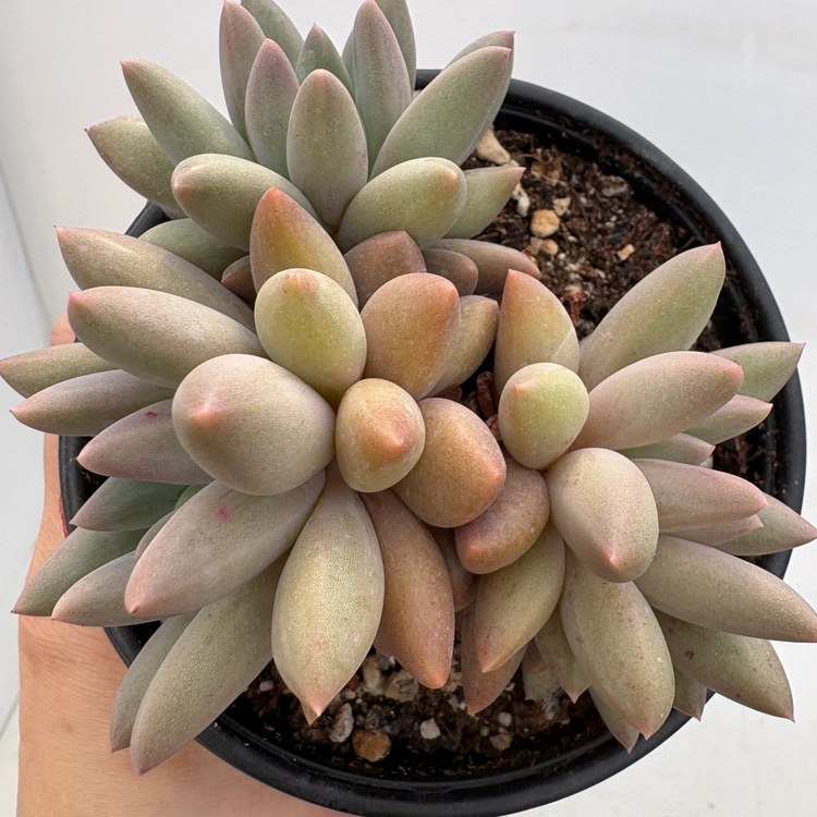 Collection image