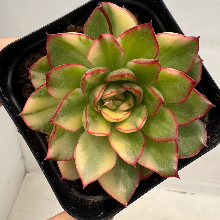 Collection image