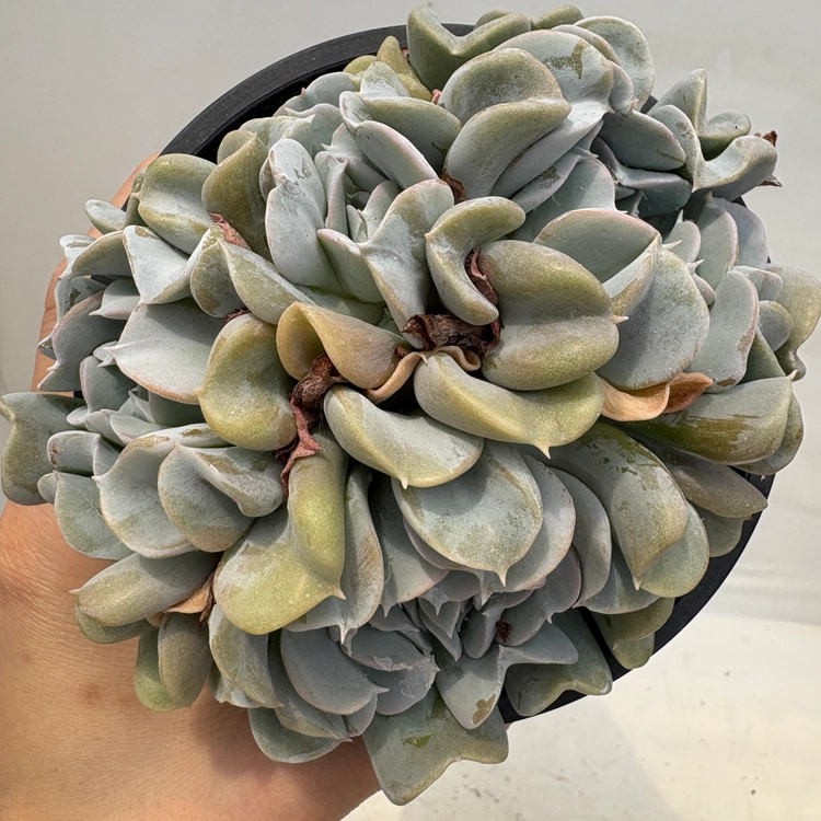 Collection image