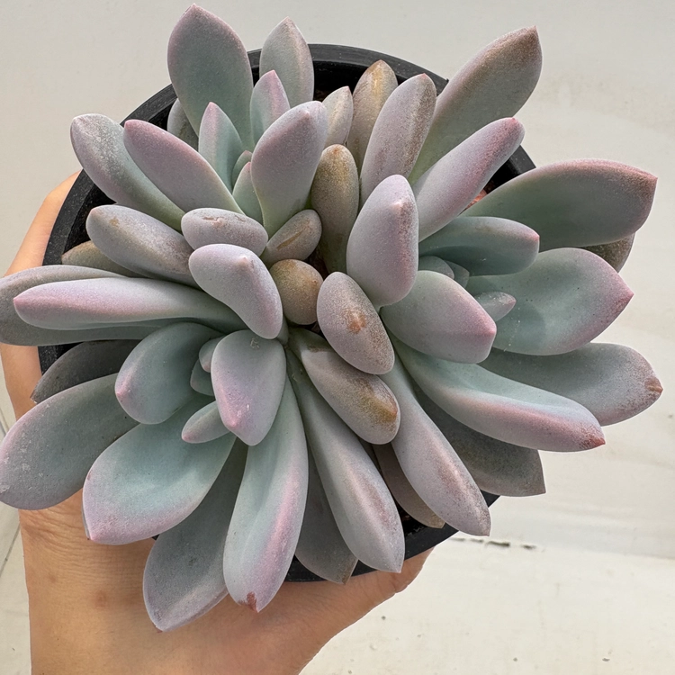 Collection image