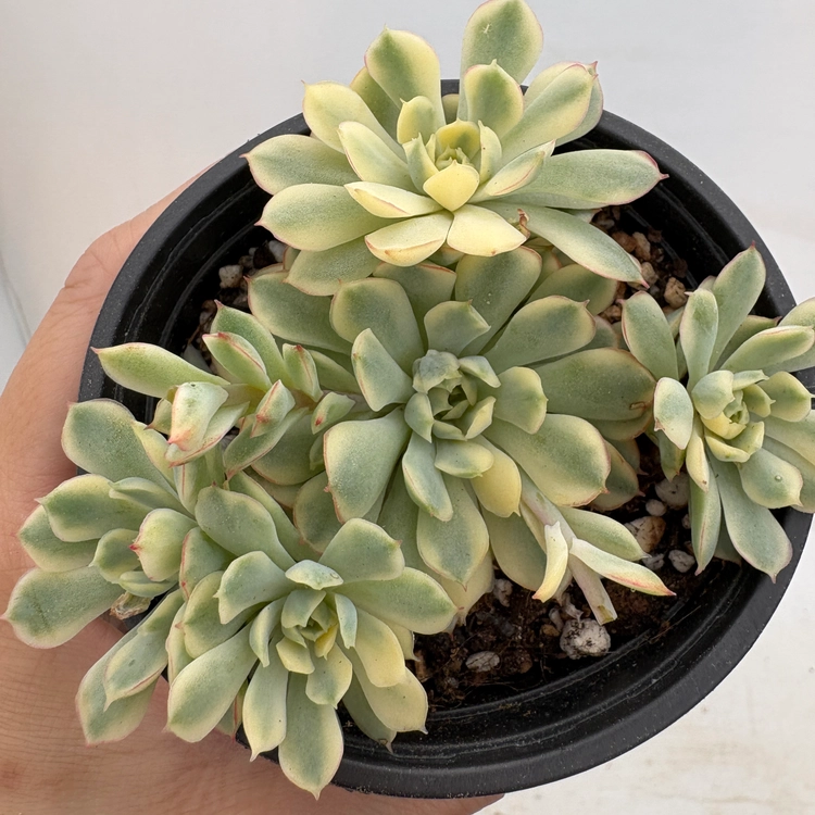 Collection image