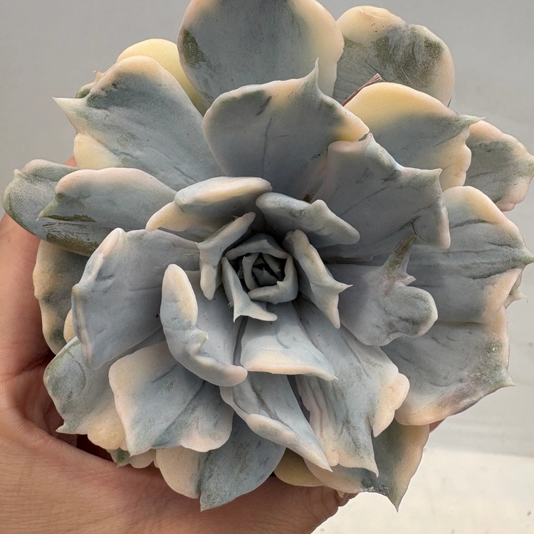 Collection image