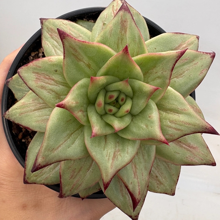 Collection image