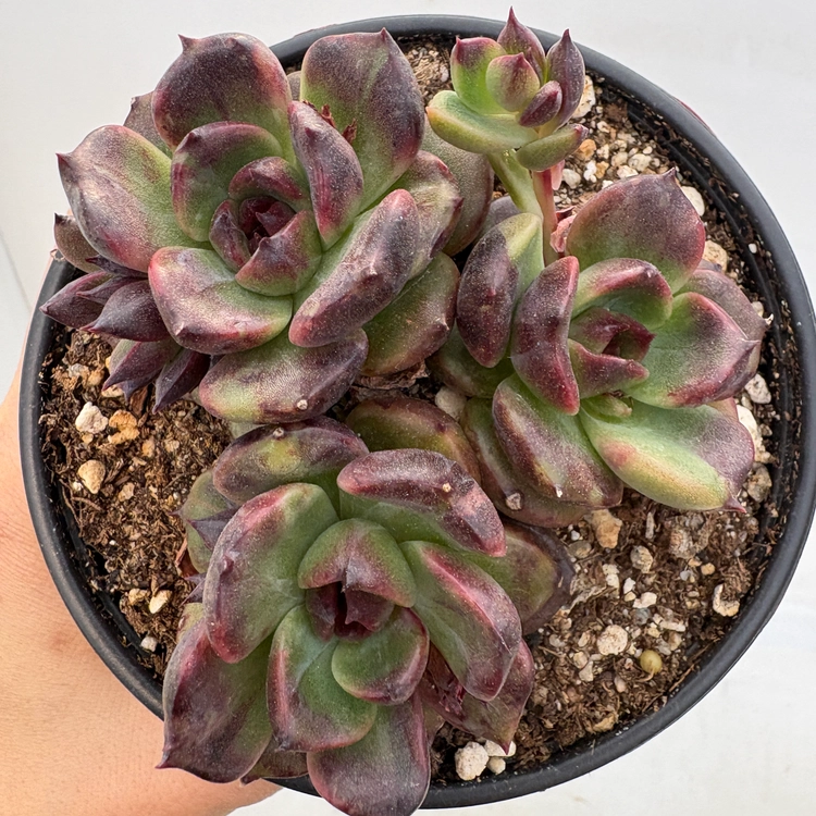 Collection image