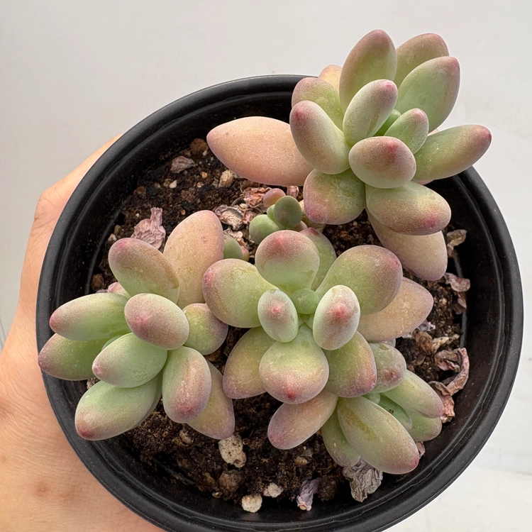 Collection image