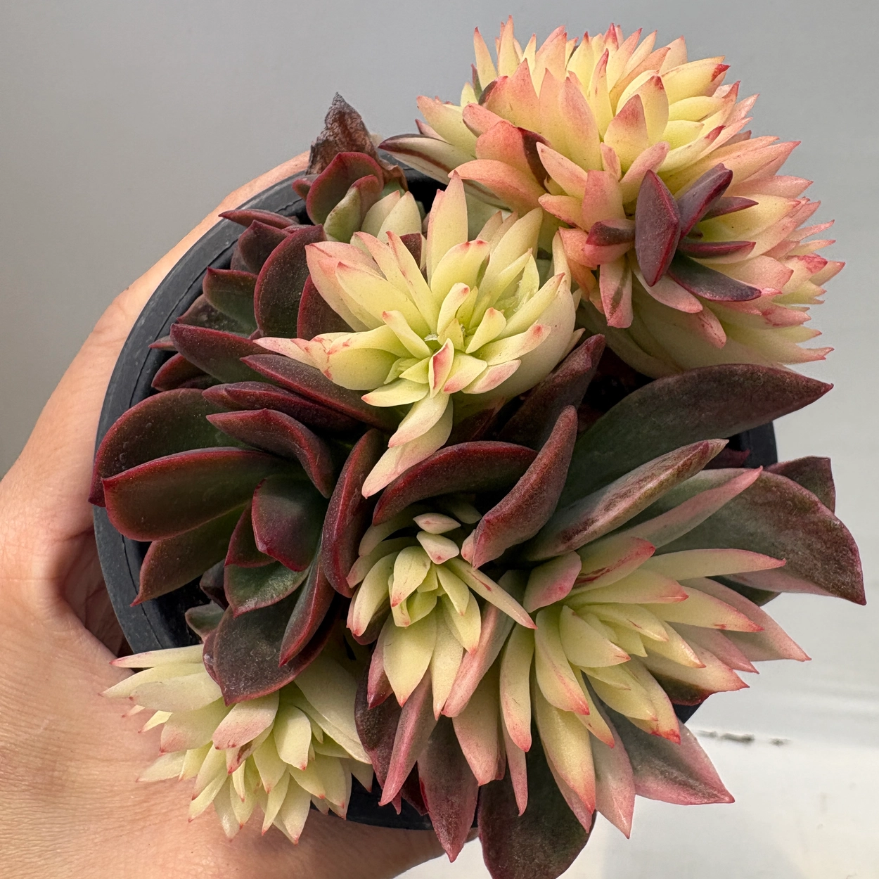 Echeveria Five Rainbow Variegated-56 : DK Succulents Korea- Rare