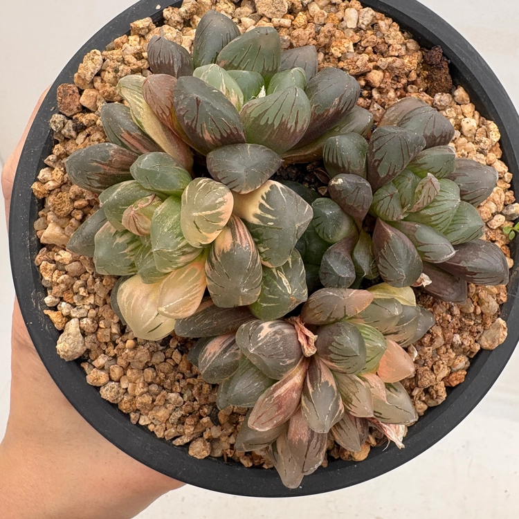 Collection image