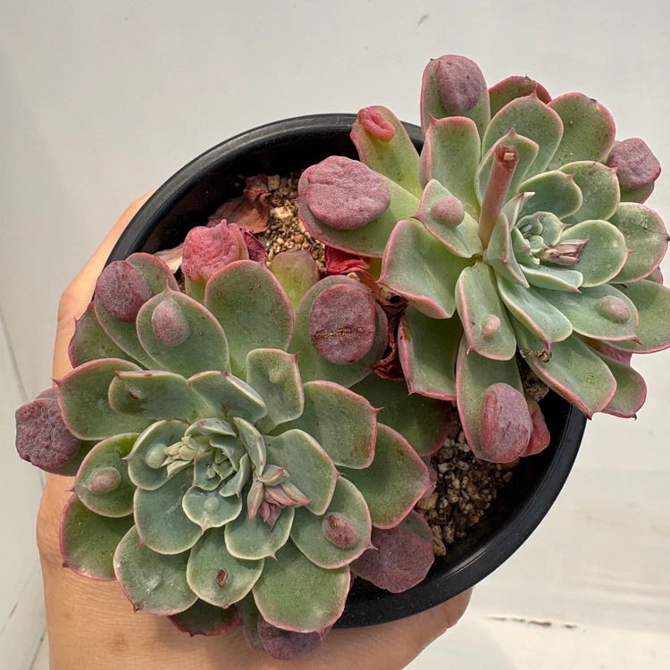 Collection image