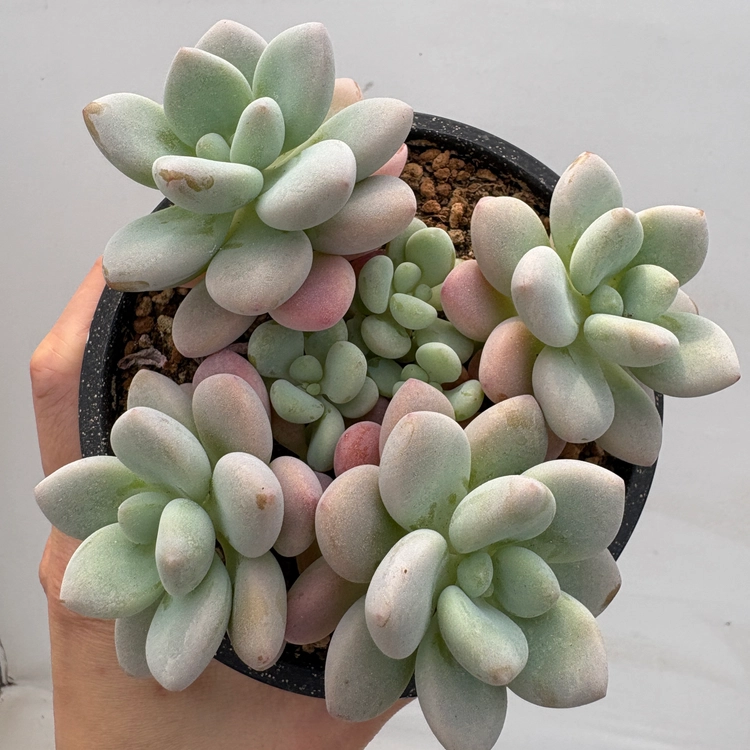 Collection image
