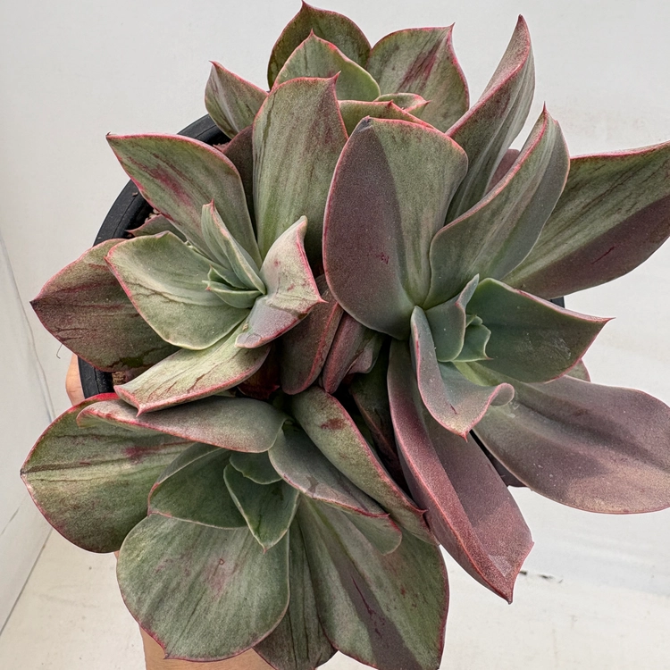 Collection image