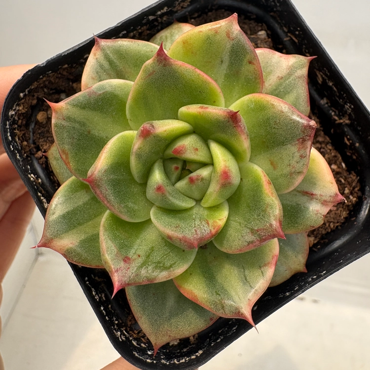 Collection image