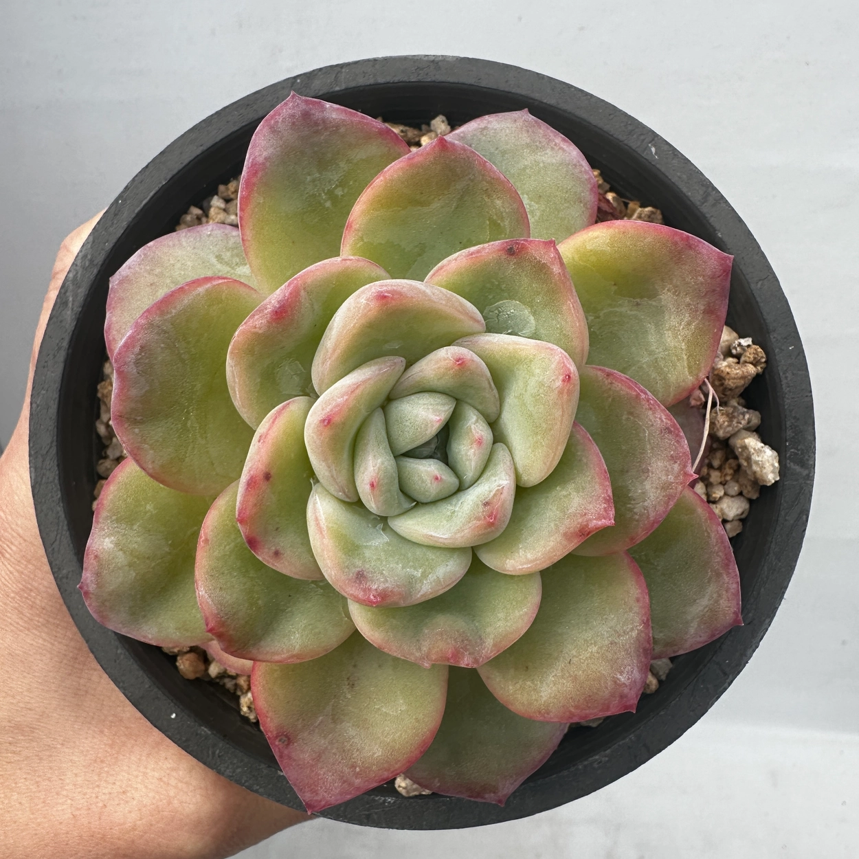 Echeveria agavoides online Akaihosi Rare Korean Succulent