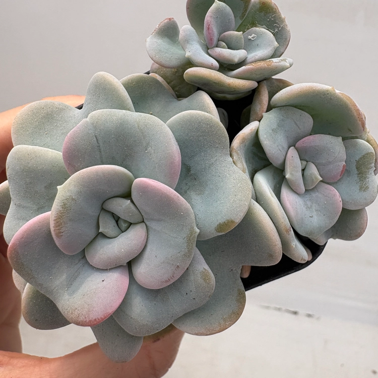 Collection image