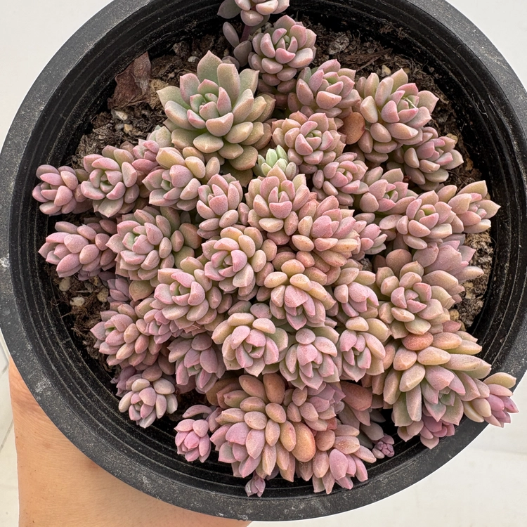 Collection image