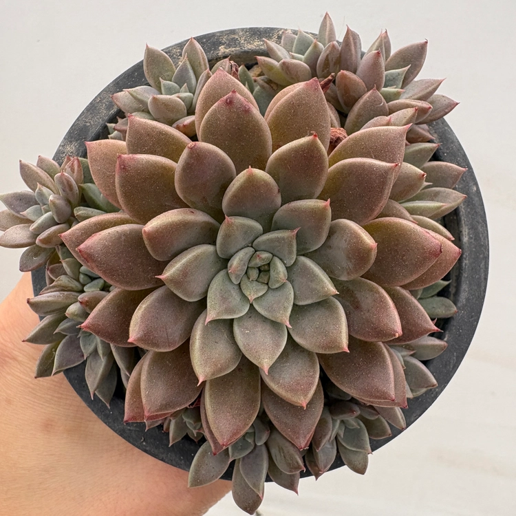 Collection image