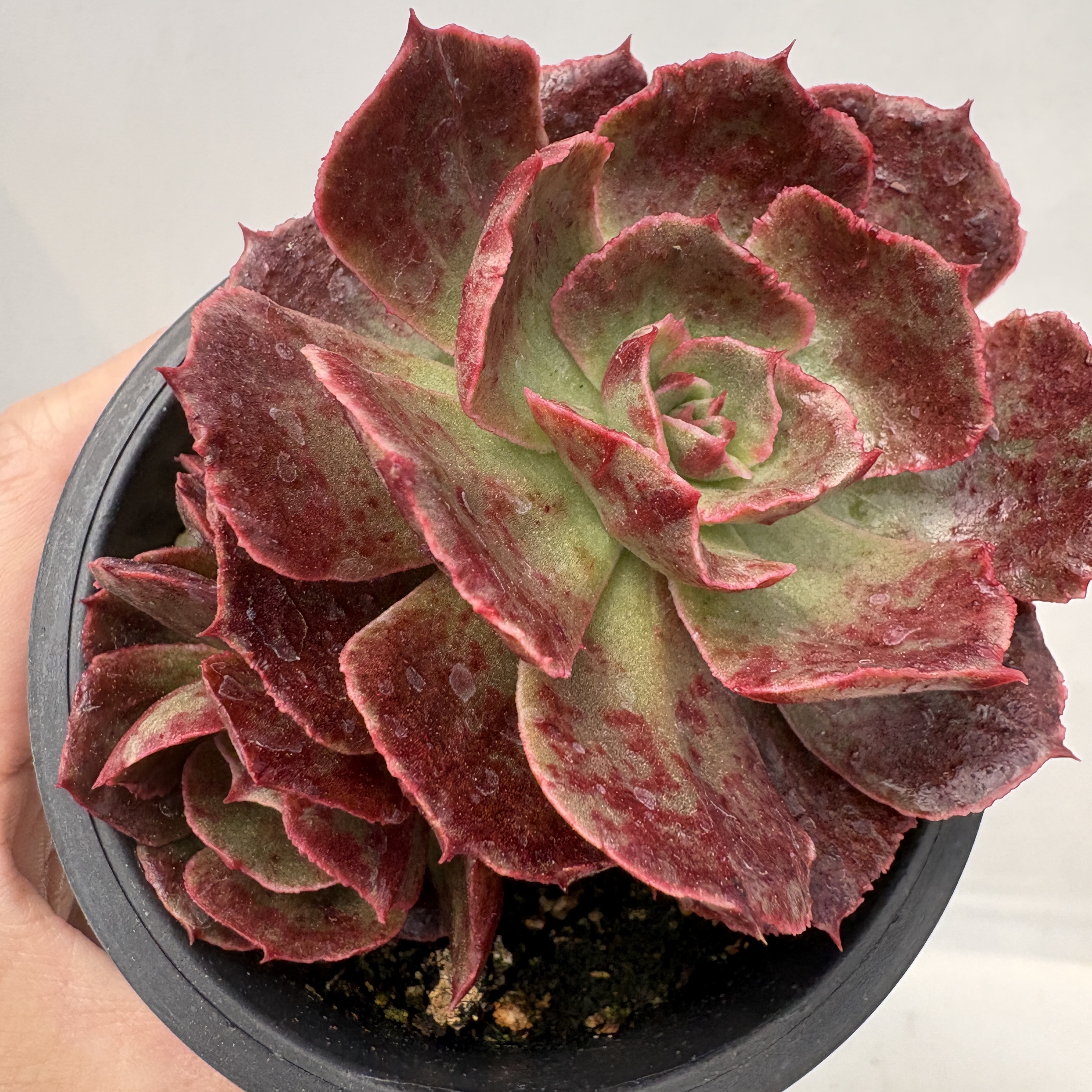 SUCCULENTS