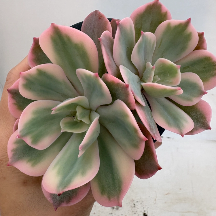 Collection image
