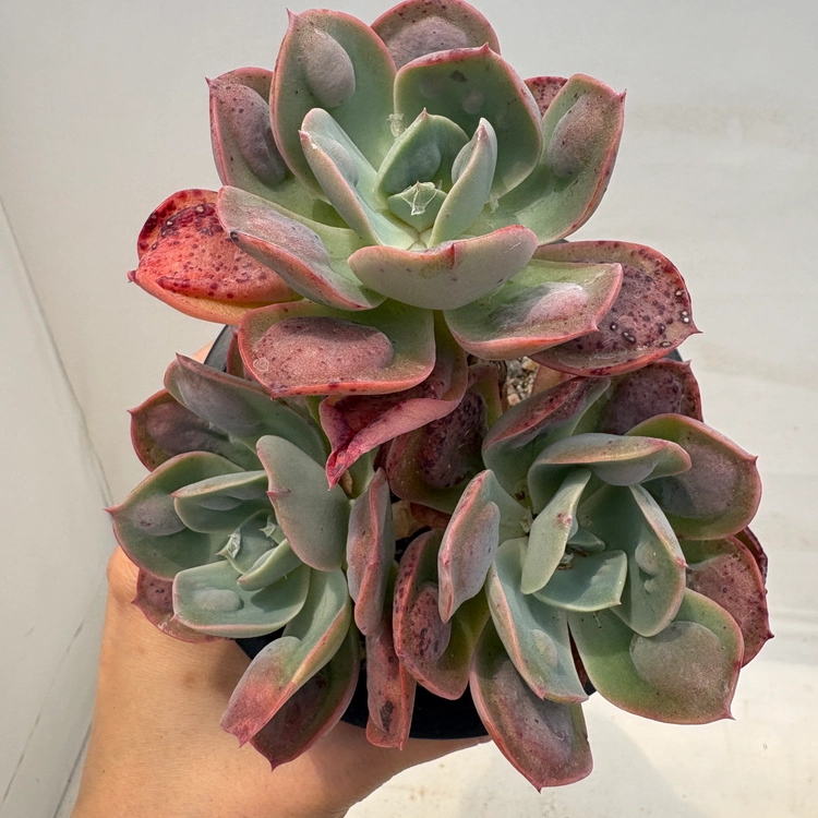 Collection image
