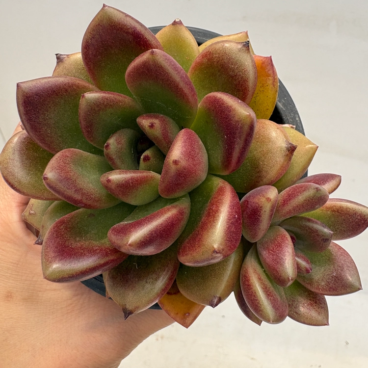 Collection image
