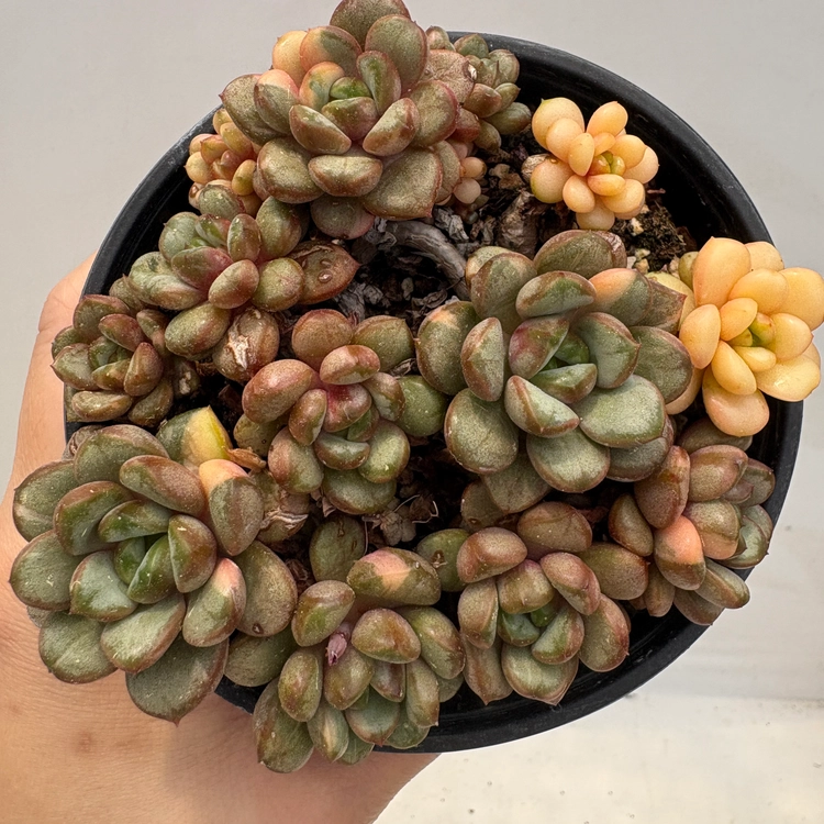 Collection image