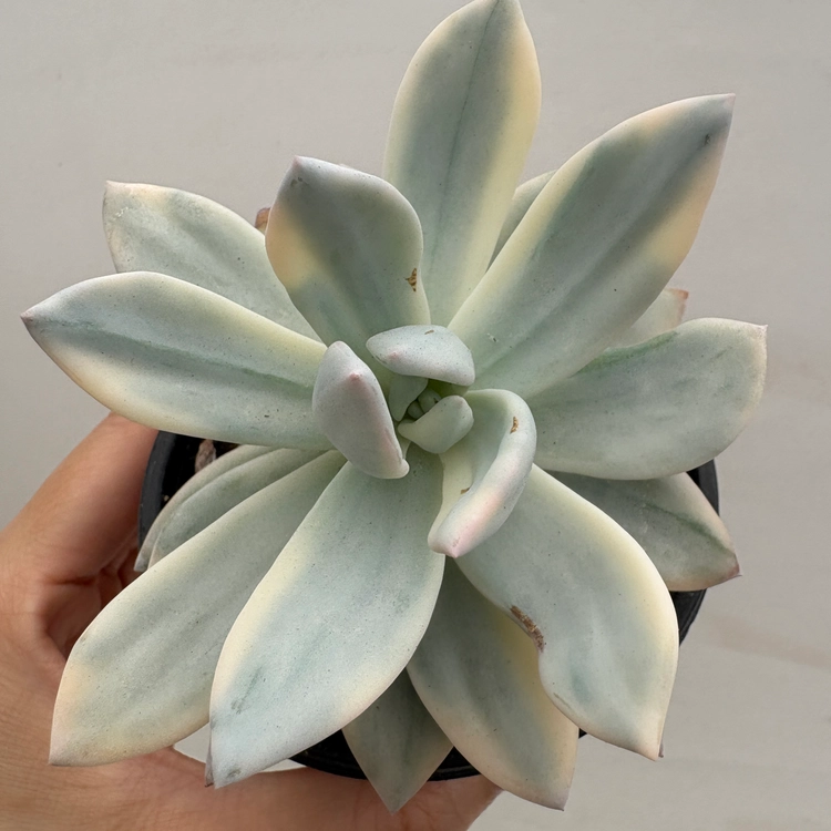 DK Succulents Korea- Rare Korean Succulents