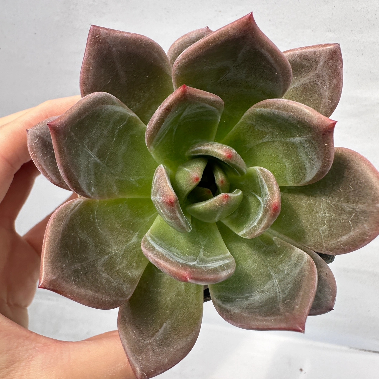 多肉植物 韓国苗 Echeveria0321M-MIX-315多肉植物寄せ植えに お名前つきません 岡山在庫  4/14発送(サボテン)｜売買されたオークション情報、yahooの商品情報をアーカイブ公開 - オークファン 花、園芸