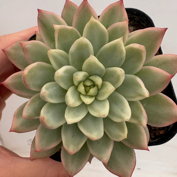 Collection image