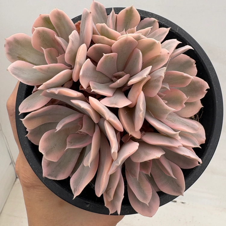 Collection image