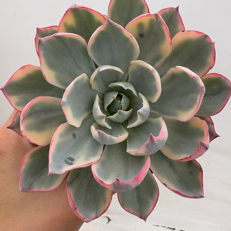 Collection image