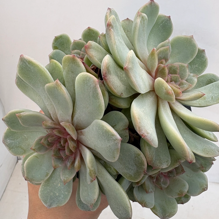 Collection image