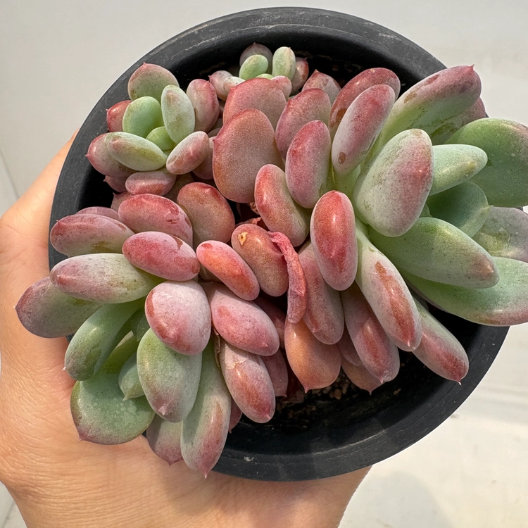 Collection image
