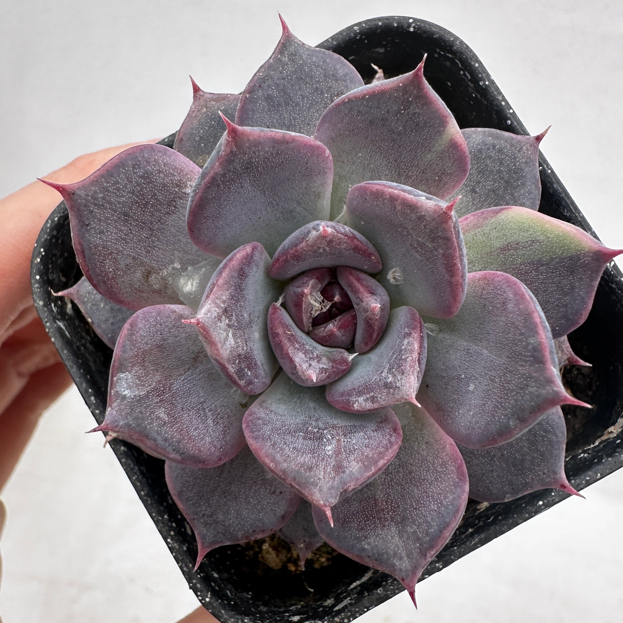 SUCCULENTS