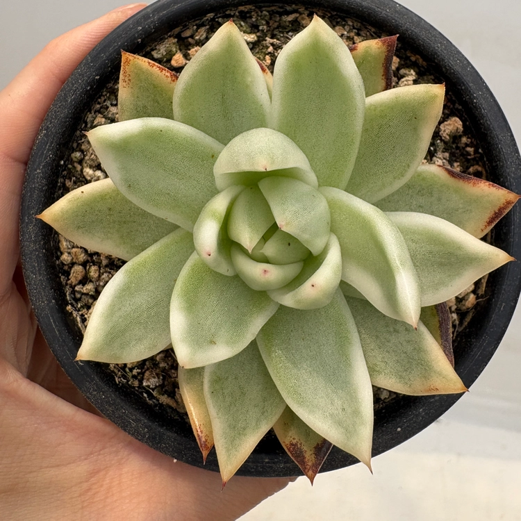 Collection image