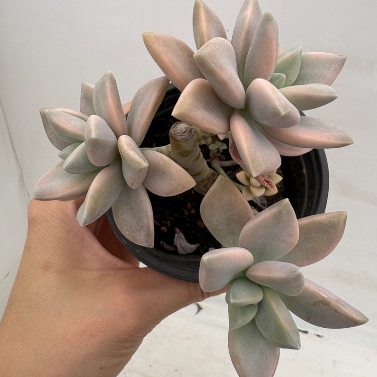Collection image