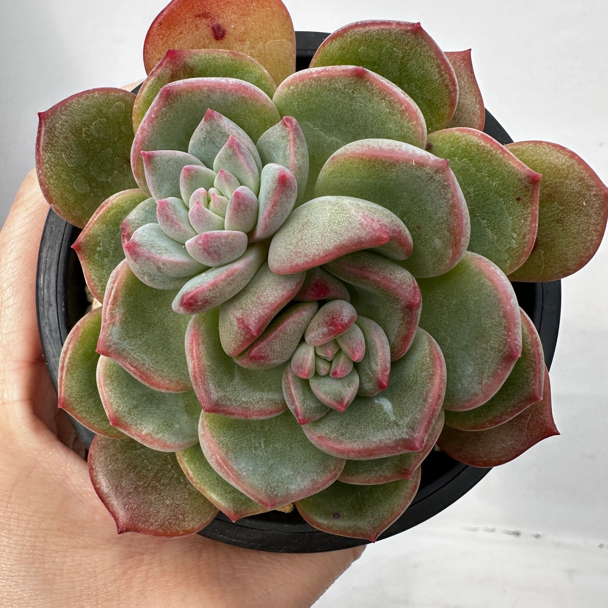韓国多肉植物 韓国苗 エケベリア 即決大特価 Echeveria Aeonium 韓国多肉植物 韓国苗 エケベリア 即決大特価 Echeveria Aeonium
