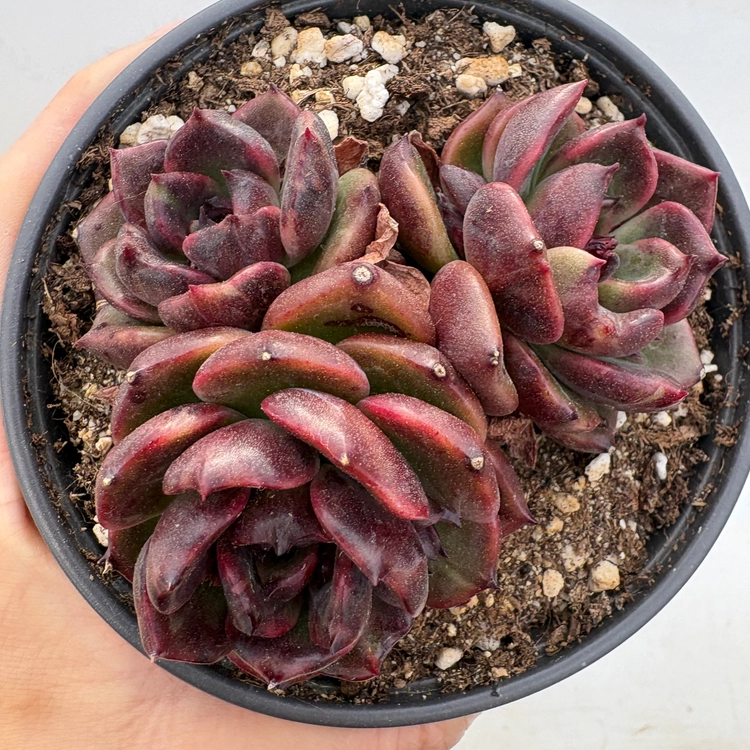 Collection image