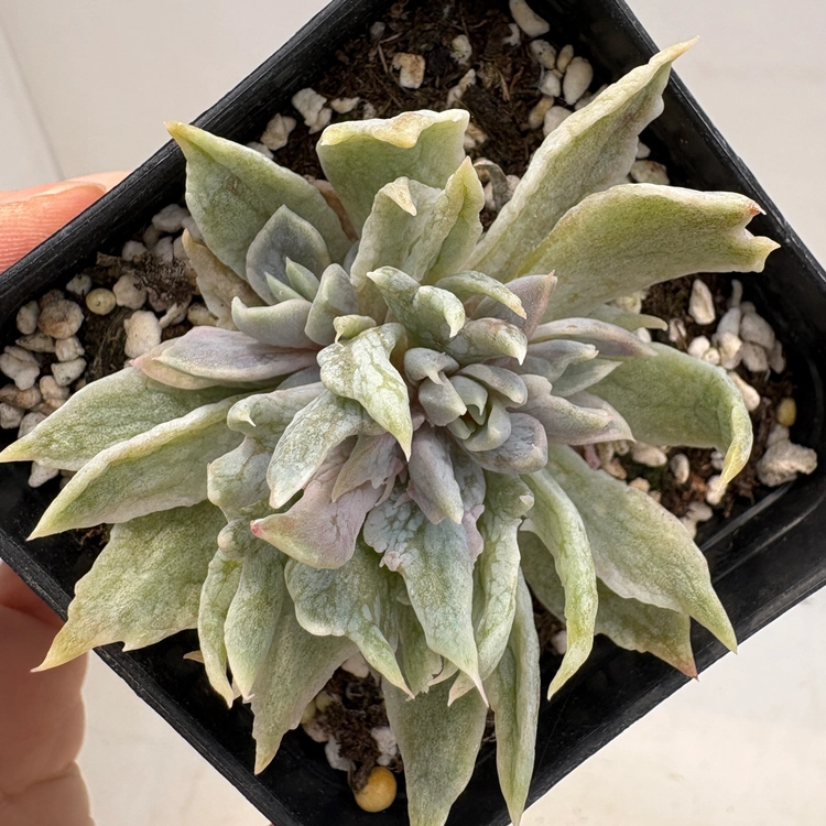 Collection image