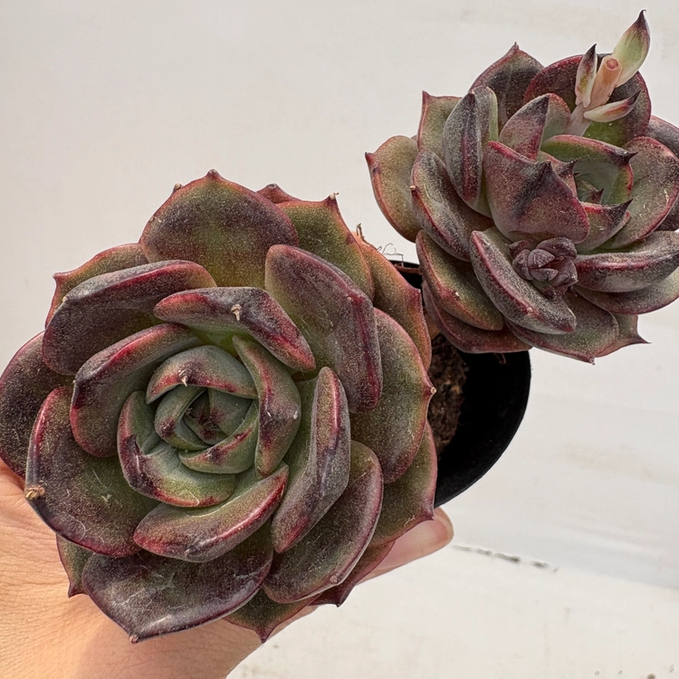 Collection image