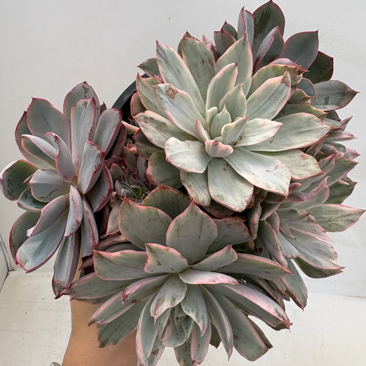 Collection image