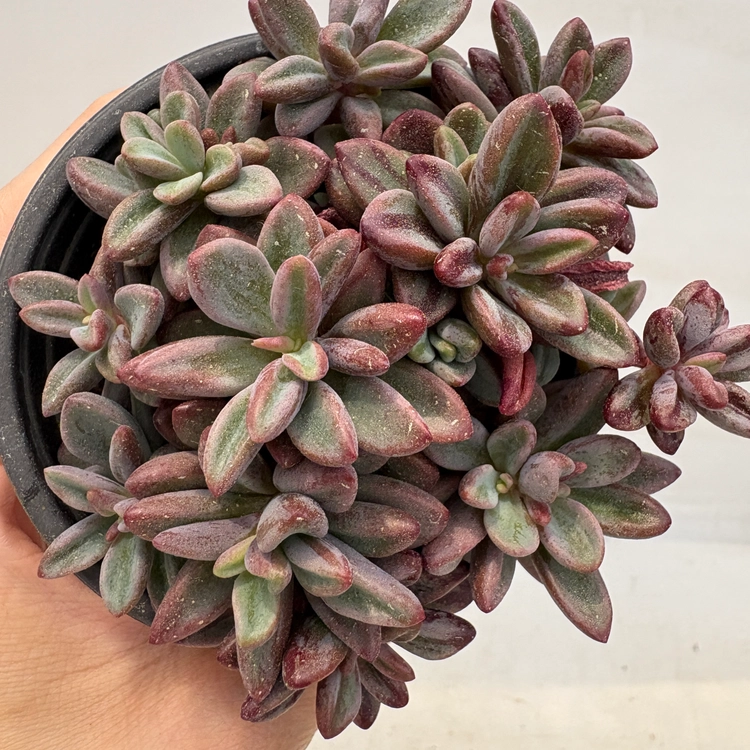 Collection image