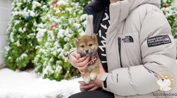 Tenku : Louismong | KCJ Certified Mameshiba & FCI Champion Shiba