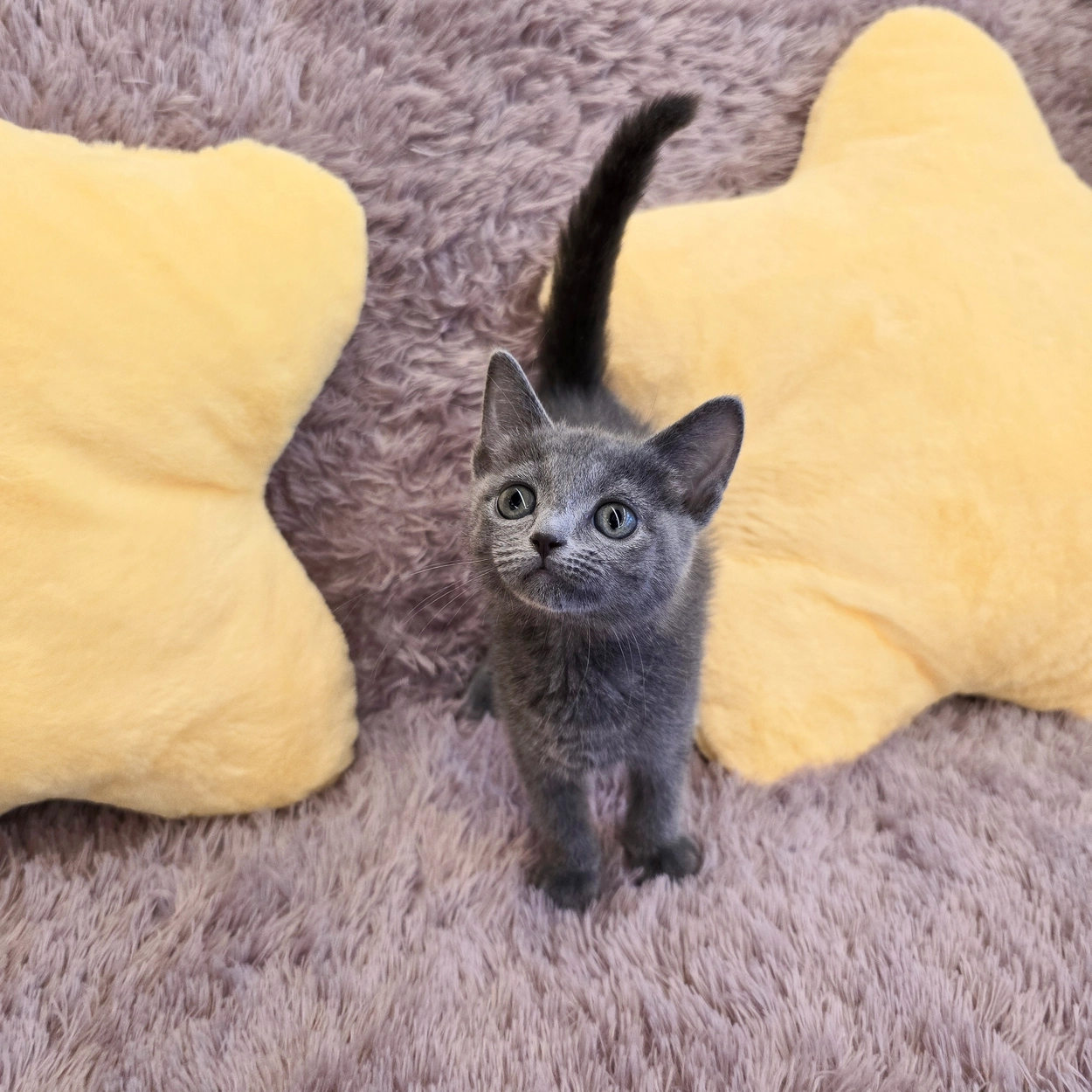 러블분양 러시안블루분양 고양이분양 고양이무료분양 고양이책임분양 스코티시폴드분양 먼치킨분양 코리안숏헤어분양 아비시니안분양  아메리칸숏헤어분양 브리티시숏헤어분양 랙돌분양 노르웨이숲분양 페르시안분양 인천고양이분양 부평고양이분양 청라고양이분양 송도 ...