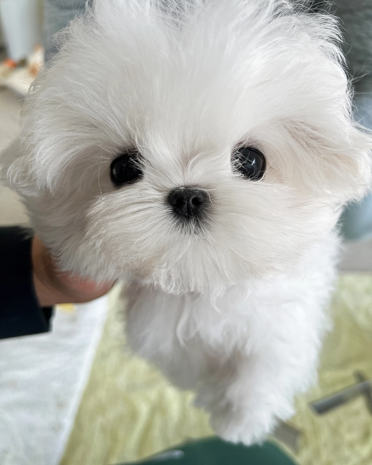 상품 이미지