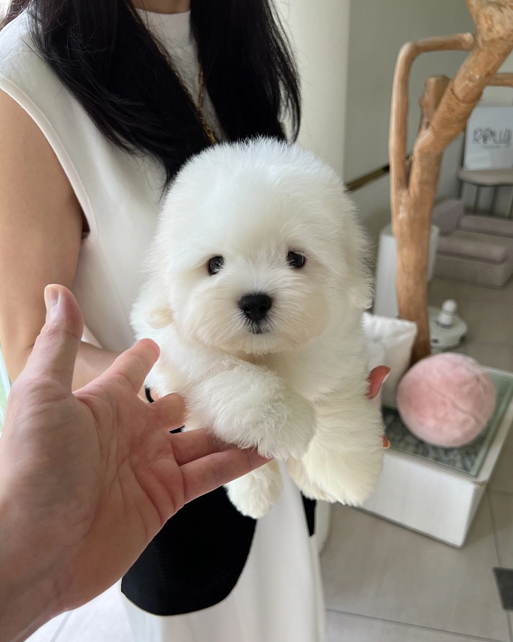 상품 이미지