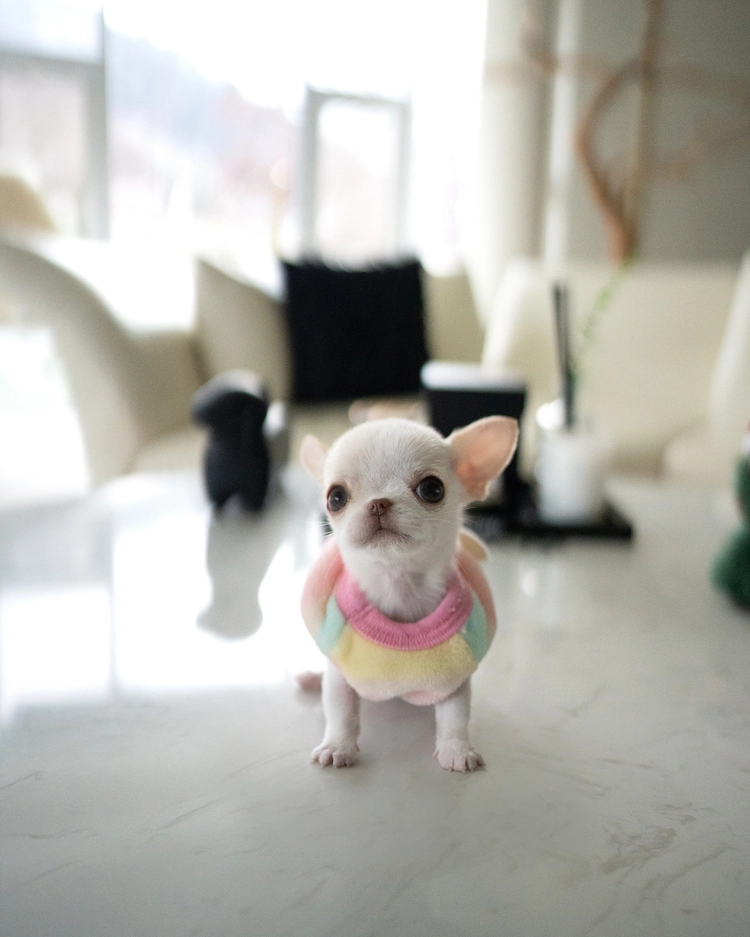 상품 이미지
