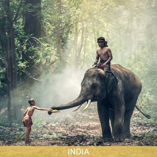 인도 마이소르 너겟 엑스트라 볼드 AA 2025/2026