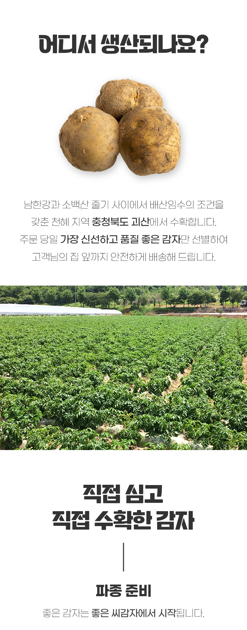 생감자 카스테라 홍감자 수미 두백 자영 5kg 10kg