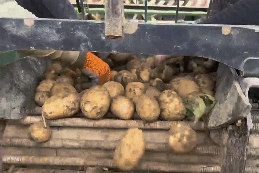 생감자 카스테라 홍감자 수미 두백 자영 5kg 10kg